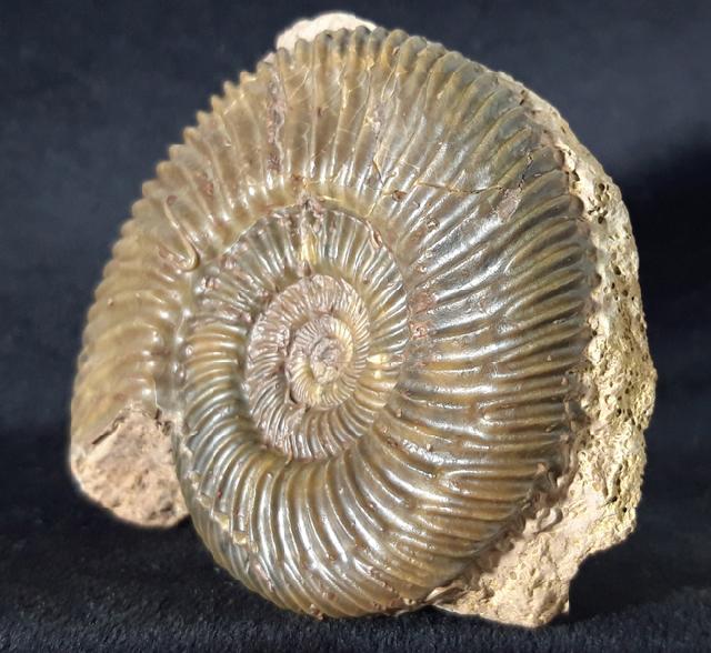 Parkinsonia parkinsoni (SOWERBY 1821) - Bild &copy; FossNet FossilienStore